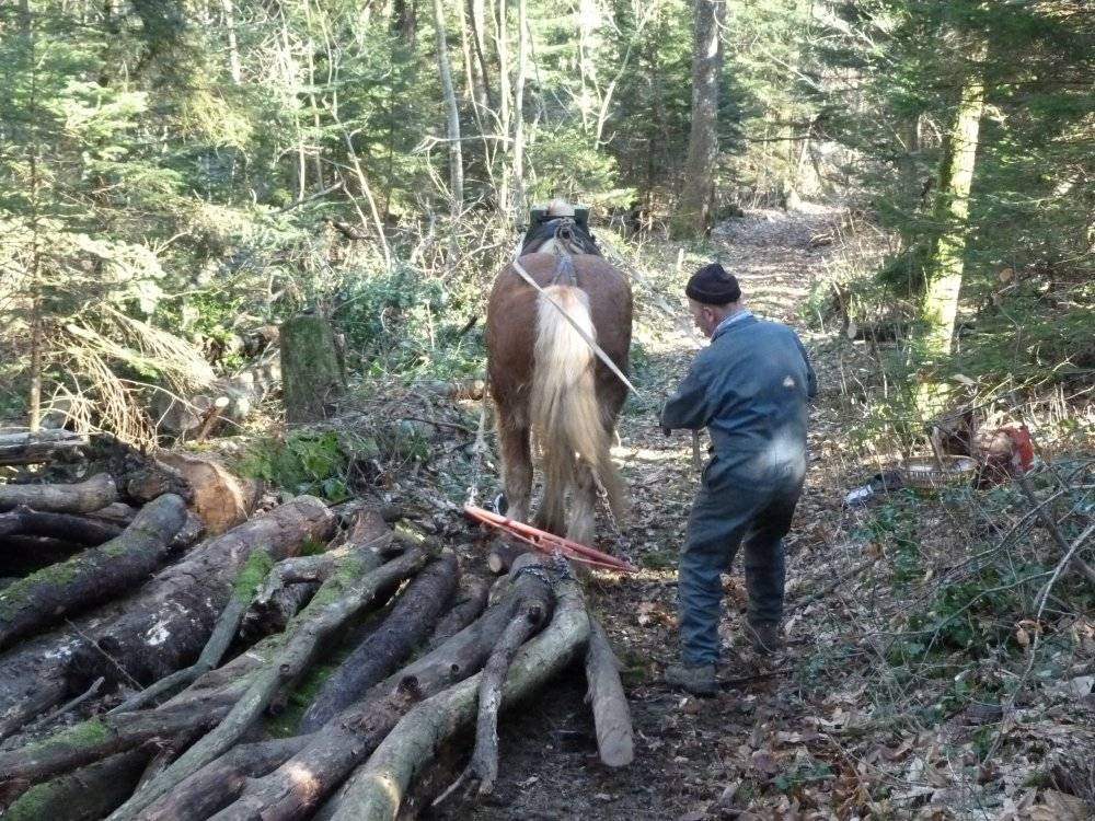 debardage-chevaux