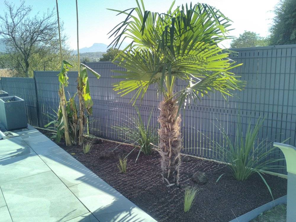 plante-exotique-paillage-pouzzolane