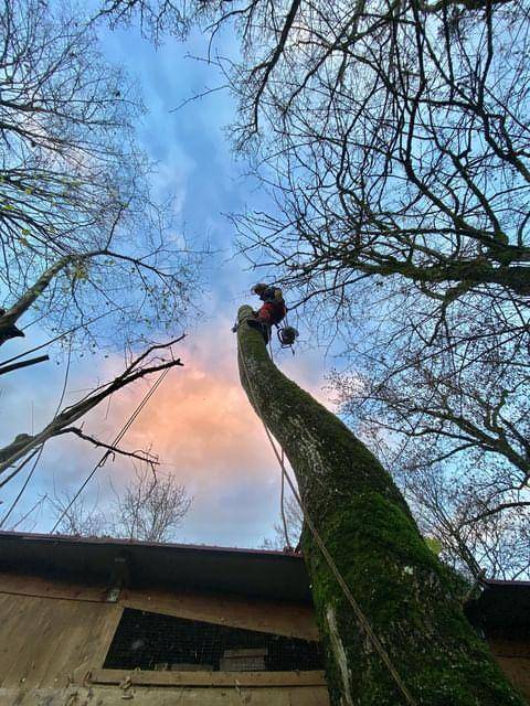 abatage-arbre-retention