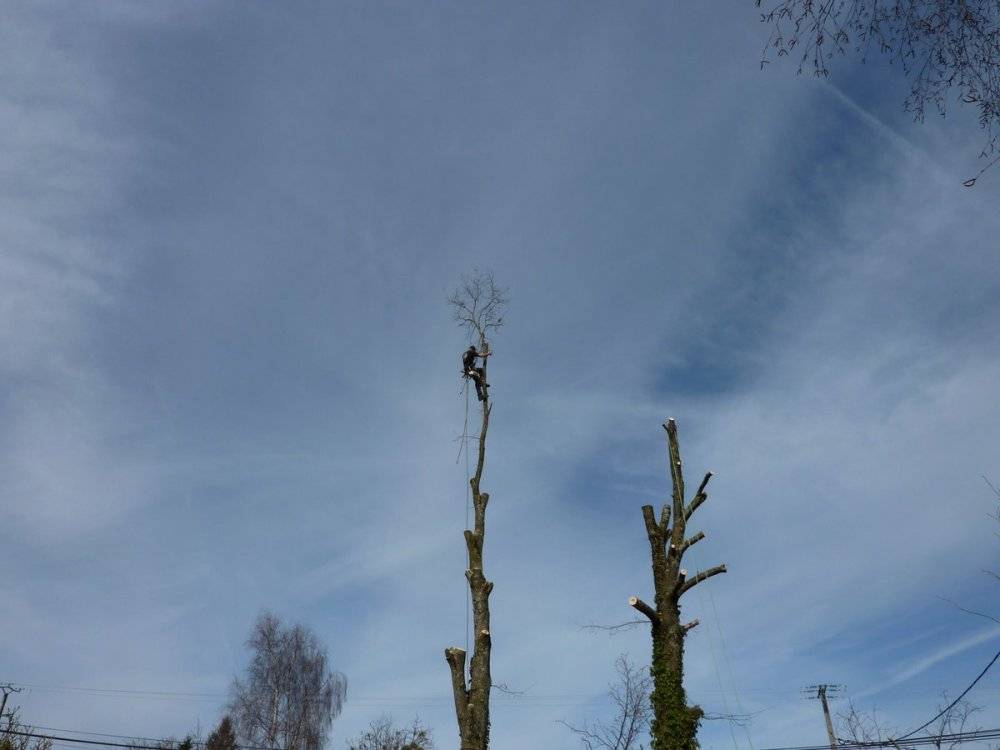 abatage-arbre-hauteur
