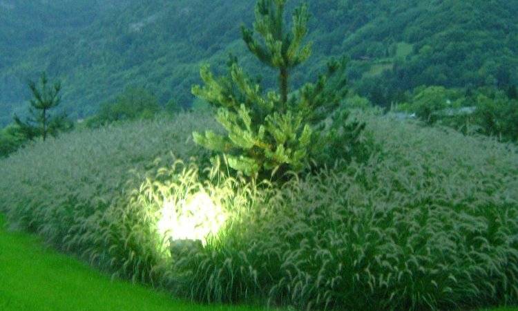 plantation