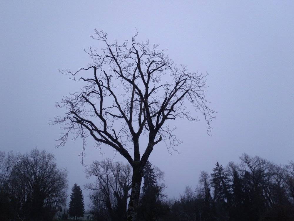 taille-arbre