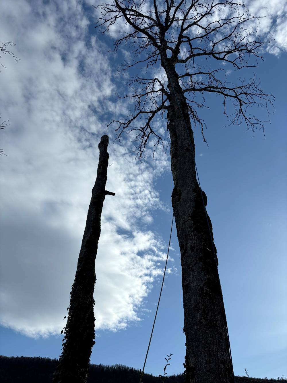 arbre