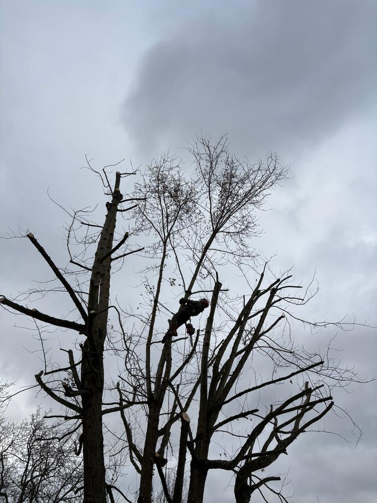 élagage arbre